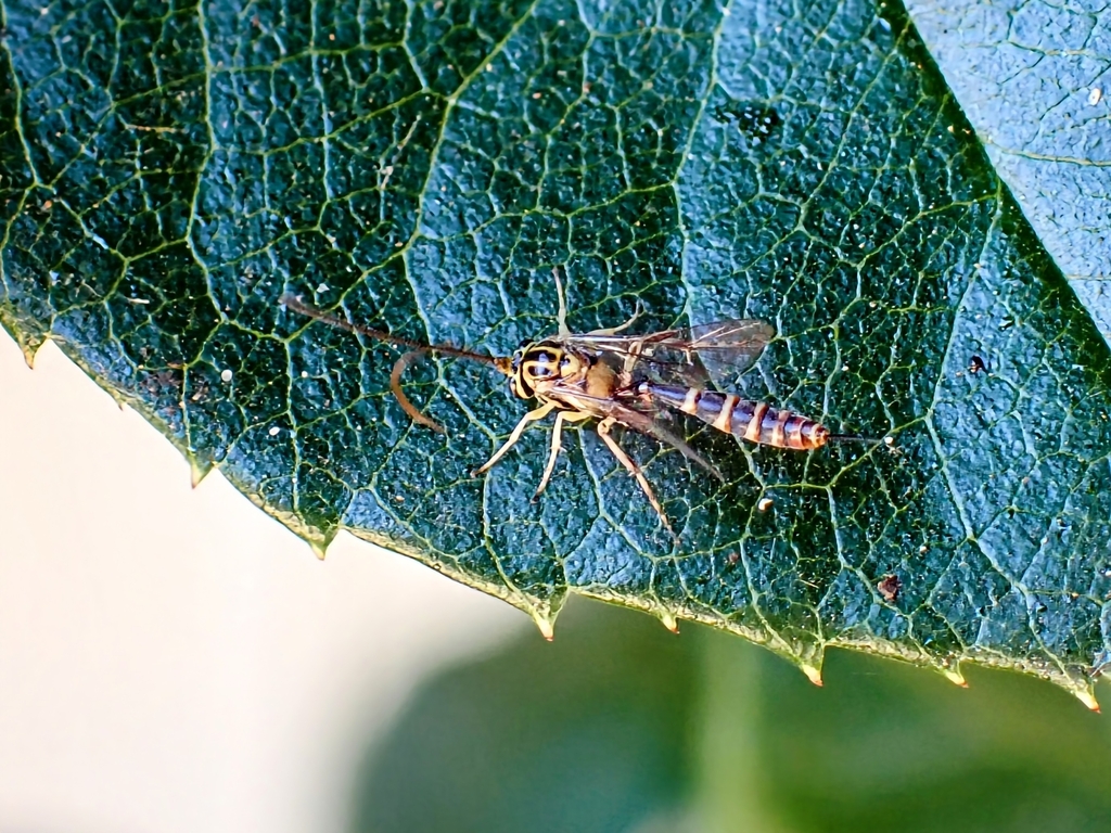 Brachycyrtus australis