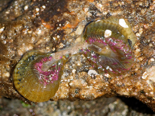 Aggregating Anemone, photo 7 of 7