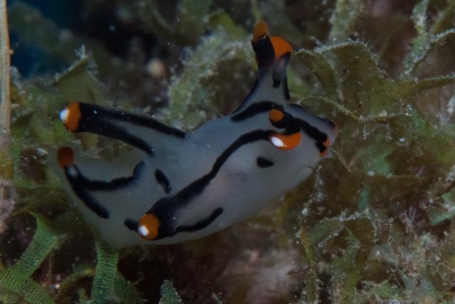 Thecacera picta