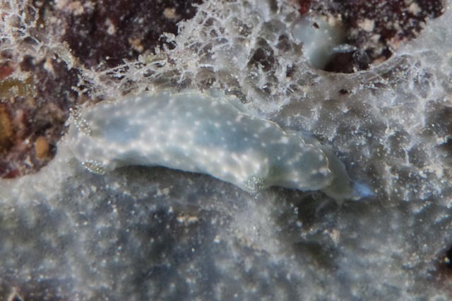Chromodoris kalawakan