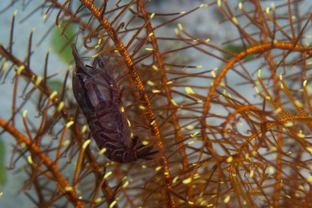 Synalpheus stimpsonii