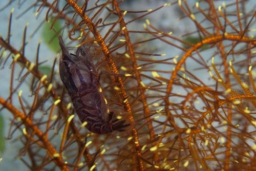 Synalpheus stimpsonii