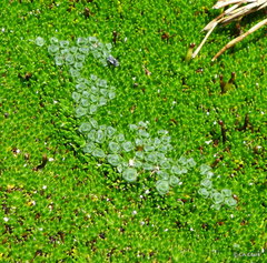 Pterygopappus lawrencei