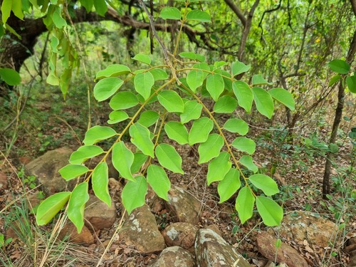 Pterocarpus angolensis