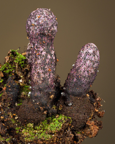 Xylaria sp.