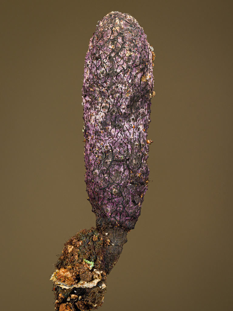 Xylaria circumdendrophila nom. prov.