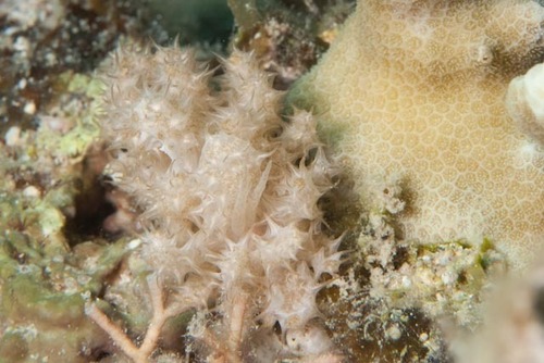 Phyllodesmium koehleri