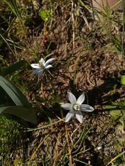 Ornithogalum umbellatum