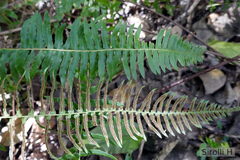 Blechnum australe