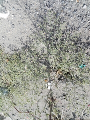Fagonia bruguieri