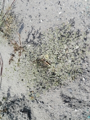 Fagonia bruguieri