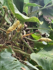 Monstera buseyi image