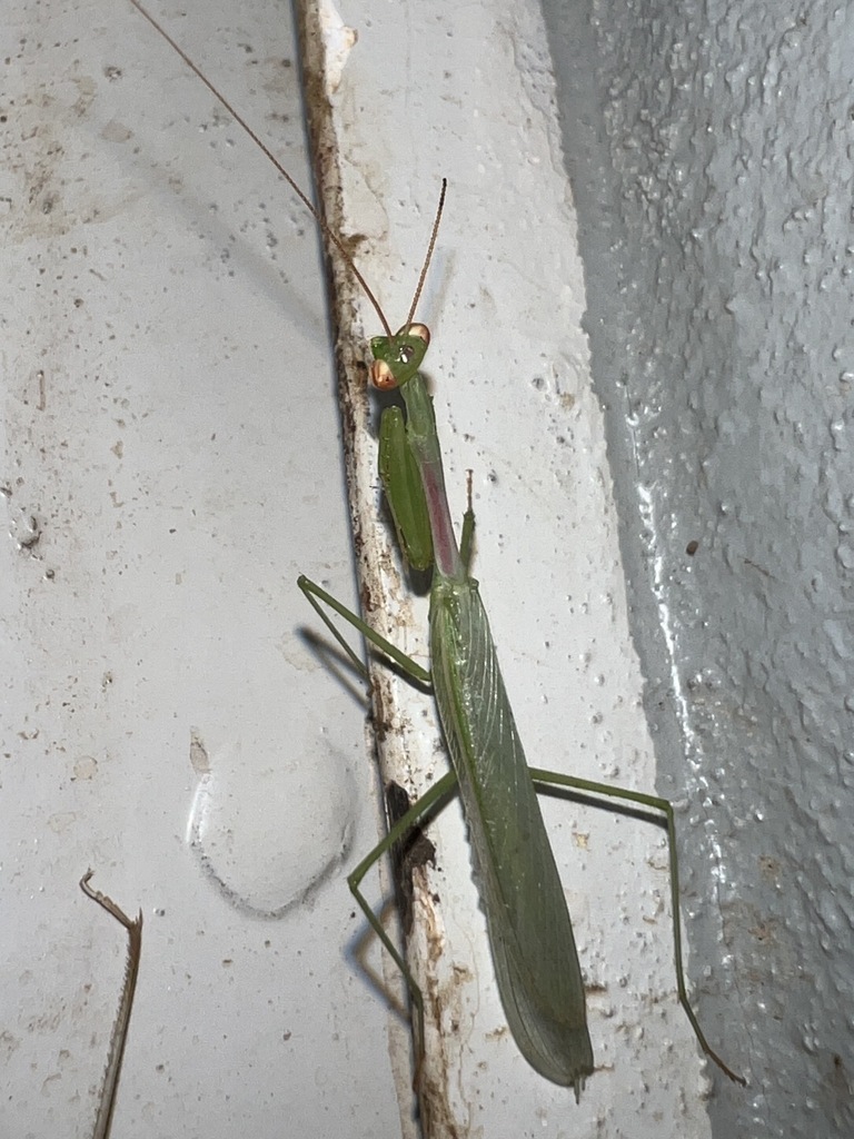 Miomantis in November 2023 by Luke Smith · iNaturalist