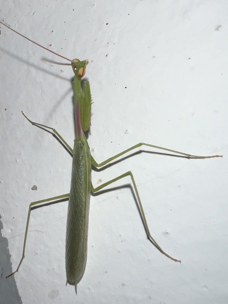 Miomantis in November 2023 by Luke Smith · iNaturalist
