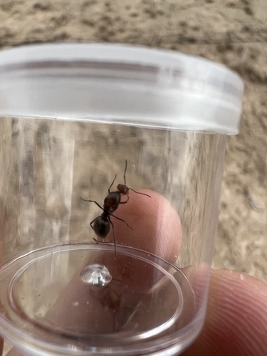 Hairless Honeypot Ant