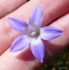 Wahlenbergia ceracea