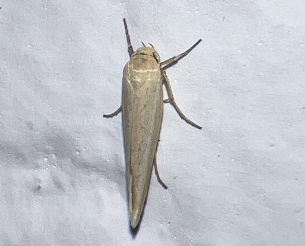Scythris pelinaula