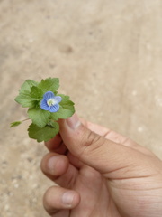Veronica persica