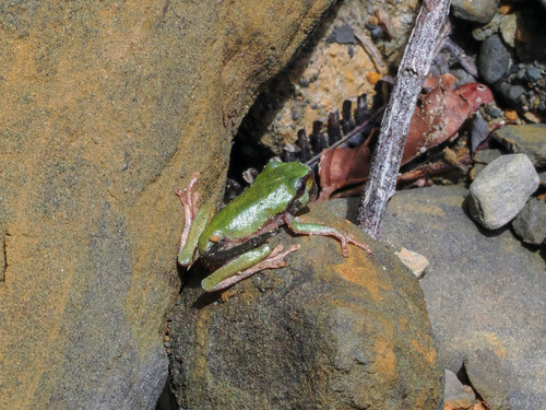 Litoria angiana observed 2023-10-22