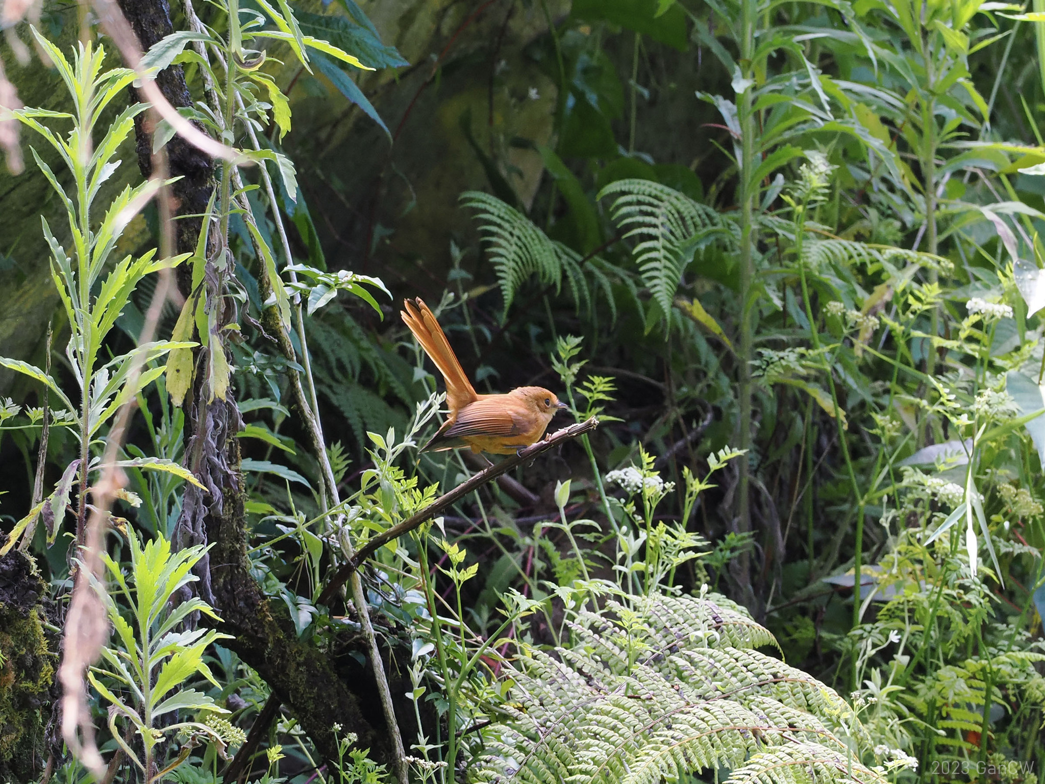 Black Fantail (Rhipidura atra), photo 9