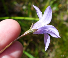Wahlenbergia ceracea