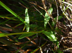 Wahlenbergia ceracea