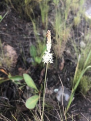 Bulbinella trinervis