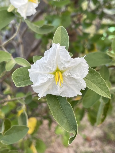 Baja California nightshade