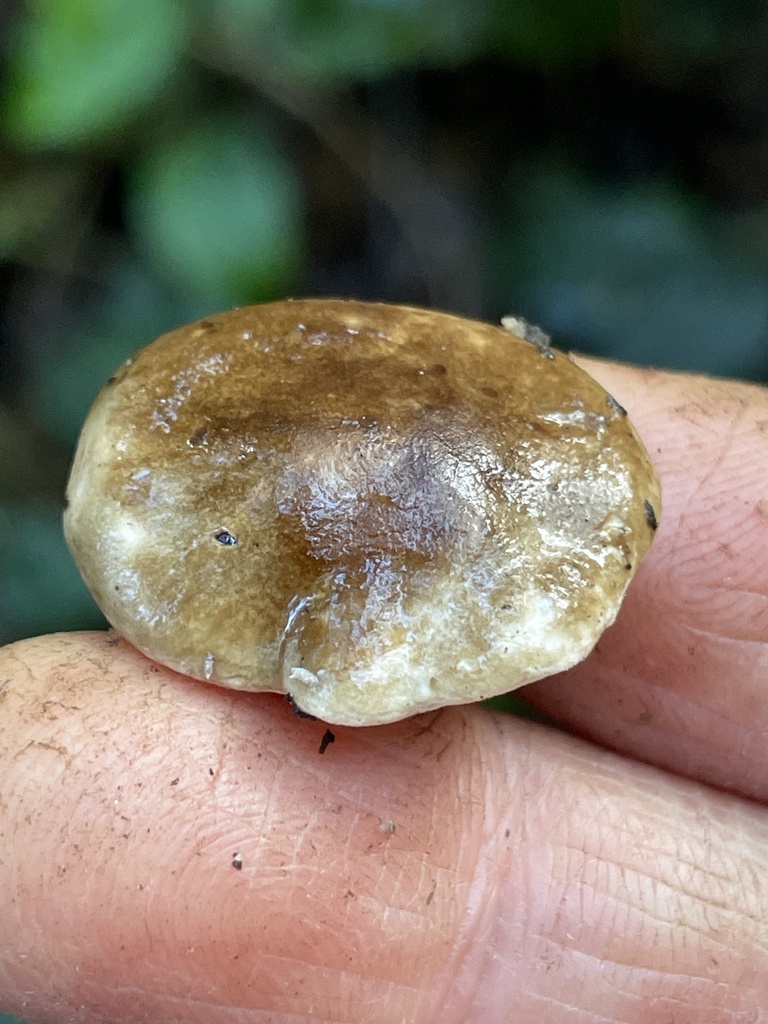 Common Gilled Mushrooms and Allies from Nahane East NE, WA, US