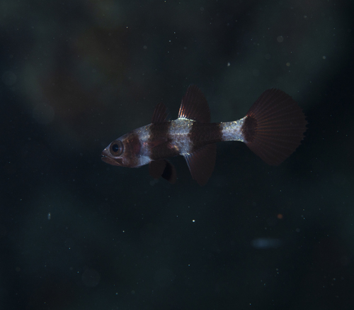 Pseudamia zonata observed 2023-11-03
