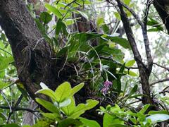 Epidendrum pallens image