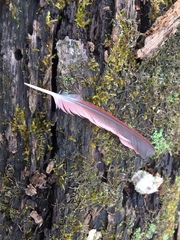 Cardinalis cardinalis