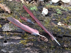 Cardinalis cardinalis