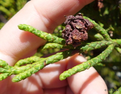 Athrotaxis cupressoides