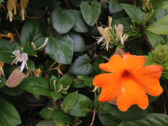 Thunbergia gregorii