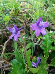 Delphinium decorum decorum