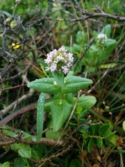 Plectritis congesta brachystemon