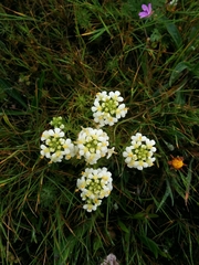 Triphysaria floribunda