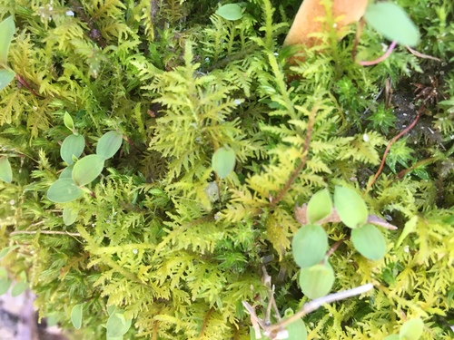 Image of Hook-leaved Fern Moss by no rights reserved