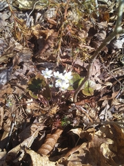 Hepatica americana