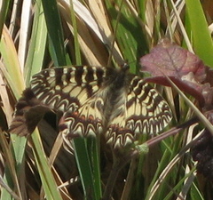 Zerynthia