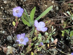 Phacelia divaricata
