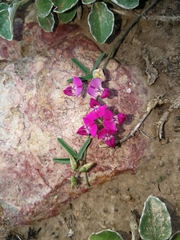 Dolichos hastiformis