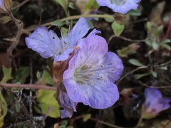 Phacelia divaricata