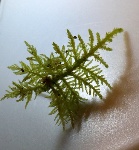 Image of Hook-leaved Fern Moss by no rights reserved