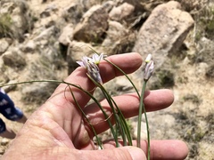 Allium macropetalum