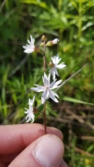 Lithophragma affine