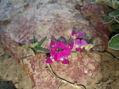 Dolichos hastiformis