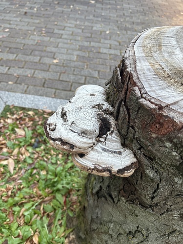 観察された菌類