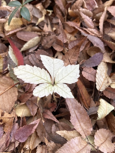 Gynostemma pentaphyllum iNat (2)